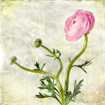 Pink buttercup von Barbara Corvino