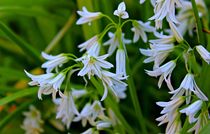 White Bells by Clare Bevan