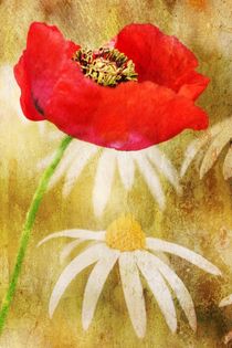 Poppies and Daisies by Clare Bevan