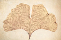 Ginkgo von Ruby Lindholm