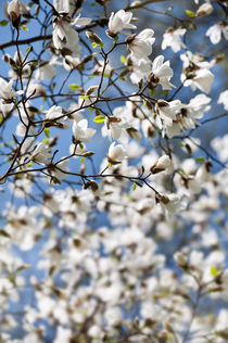 White Magnolia spring bloom by Arletta Cwalina