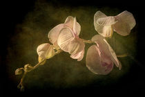 Orchid by Barbara Corvino