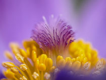 Pasqueflower  by brava64