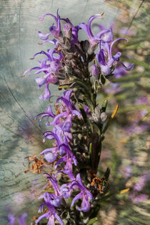 Rosemary Flowers von Marc Garrido Clotet