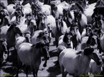Dülmener Pferde Herde von Sandra  Vollmann