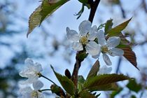 Kirschblüten 1 von leddermann