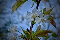 Kirschblüten 1 J by leddermann