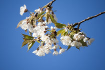 Blau-Weißer Frühlingszauber von Heidrun Lutz