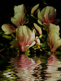 Wassermagnolie I von Chris Berger