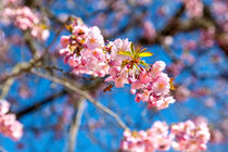 Eine wunderschöne Japanische Zierkirsche mit leuchtend rosaroten Blüten steht in einem Garten in Süddeutschland by Gina Koch