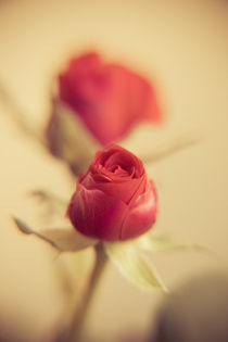 A Red Rose for your Sweetheart... von Peter-André Sobota