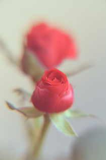 A Red Rose for your Sweetheart... von Peter-André Sobota