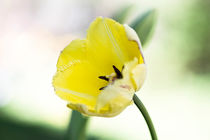 Gelbe Tulpe von Premdharma S. Gartlgruber