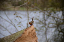 British Robin von Malcolm Snook