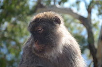 Barbary Ape by Malcolm Snook