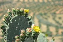 Yellow Cactus Flower von Malcolm Snook