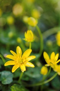 Lesser Celandine by Jeremy Sage