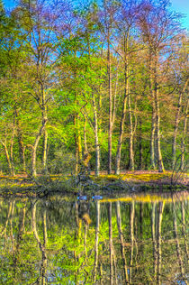 Reflections From The Pond von David Pyatt