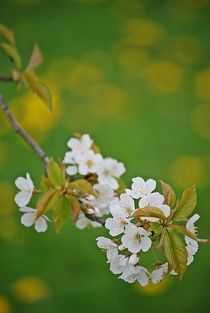 colours of spring... 4 by loewenherz-artwork