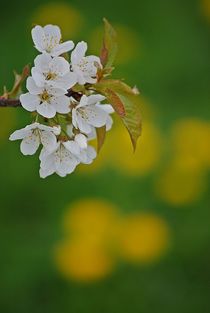 colours of spring... 1 by loewenherz-artwork