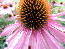 Sommerblume by fotografielebensart