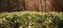 Snowflake Meadow by Thomas Matzl