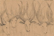 Longhorn cows by Elisaveta Sivas