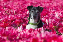 Der Tulpenkavalier von suze