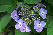 Hydrangea macrophylla 'Blue Wave' by Rod Johnson