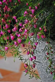 Boronia heterophylla... 4 by loewenherz-artwork