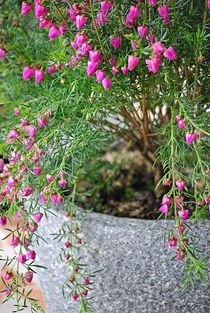 Boronia heterophylla... 3 by loewenherz-artwork