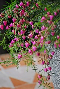 Boronia heterophylla... 2 by loewenherz-artwork