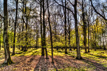 Late Afternoon Forest by David Pyatt