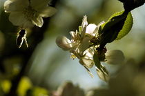 attack - bee apple blossom / Angriff Biene Apfelblüte von mateart