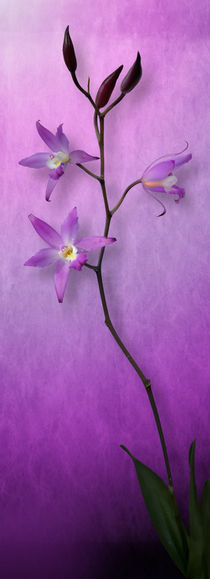 Orchid Window von Cesar Palomino