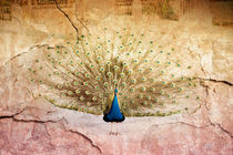 Peacock bird textured abstract by Arletta Cwalina