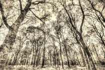 The Sepia Forest von David Pyatt