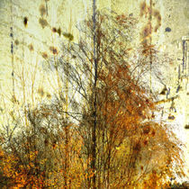 Birkengruppe im Herbst-Birch Group in autumn von Chris Berger