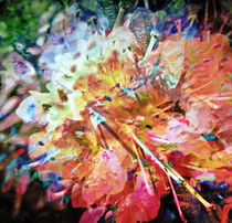 coloured blossom III.I | abstract by urs-foto-art