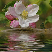 Frühling - BlütenWasser von Chris Berger