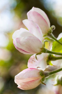 Apple Blossoms by STEFARO .
