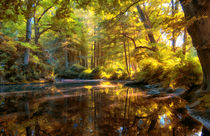 Teich im Wald by Frank  Jeßen