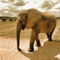 Elefant-in-sepiah