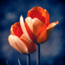 Tulips Flowers von cinema4design