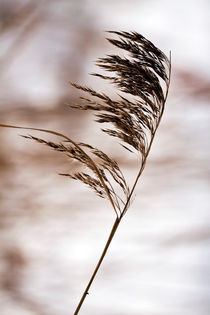 Gegen den Wind von Martina Marten