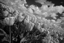 Mono Tulips  von Rob Hawkins