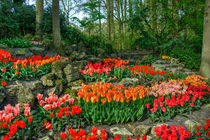 Tulip Rocks  by Rob Hawkins