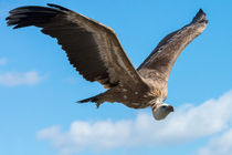 Geier im Flug 3082 by Mario Fichtner