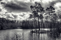 Daylight Dances on the Lake von Vicki Field