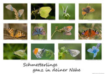 Poster Schmetterlinge von Carsten Meyerdierks